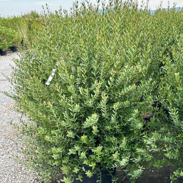 Phillyrea angustifolia