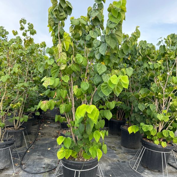 Cercis chinensis 'Avondale' (Judežev drevo)