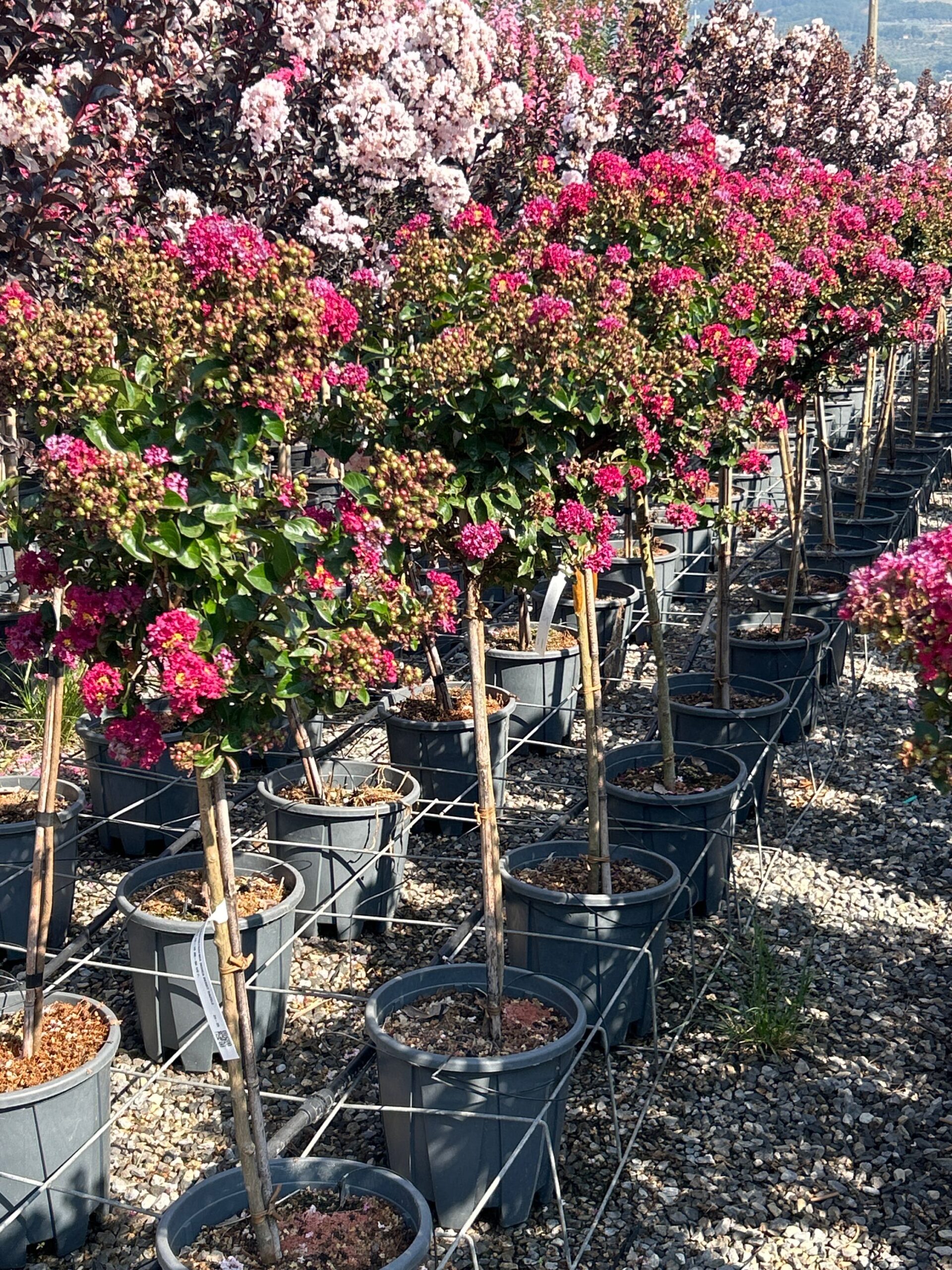 Lagerstroemia indica 'BERRY DAZZLE' Lagerstroemia indica 'BERRY DAZZLE' - slika 1