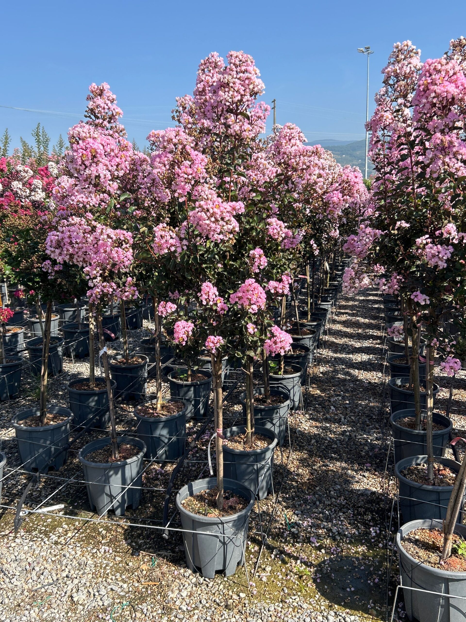 Lagerstroemia indica 'RHAPSODY IN PINK' Lagerstroemia indica 'RHAPSODY IN PINK' - slika 1