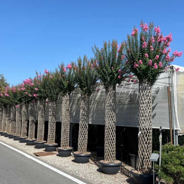 Lagerstroemia indica 'ROSEA'