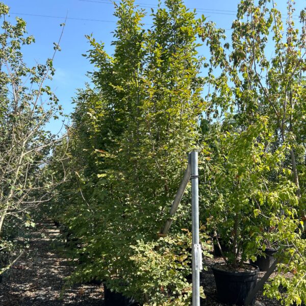 Carpinus betulus