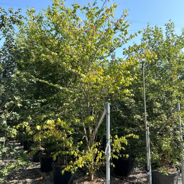 Zelkova serrata