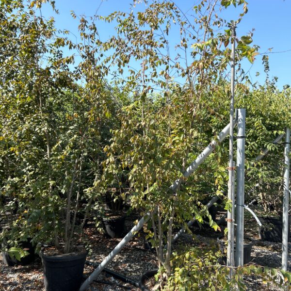 Carpinus betulus 'LAXIFLORA'