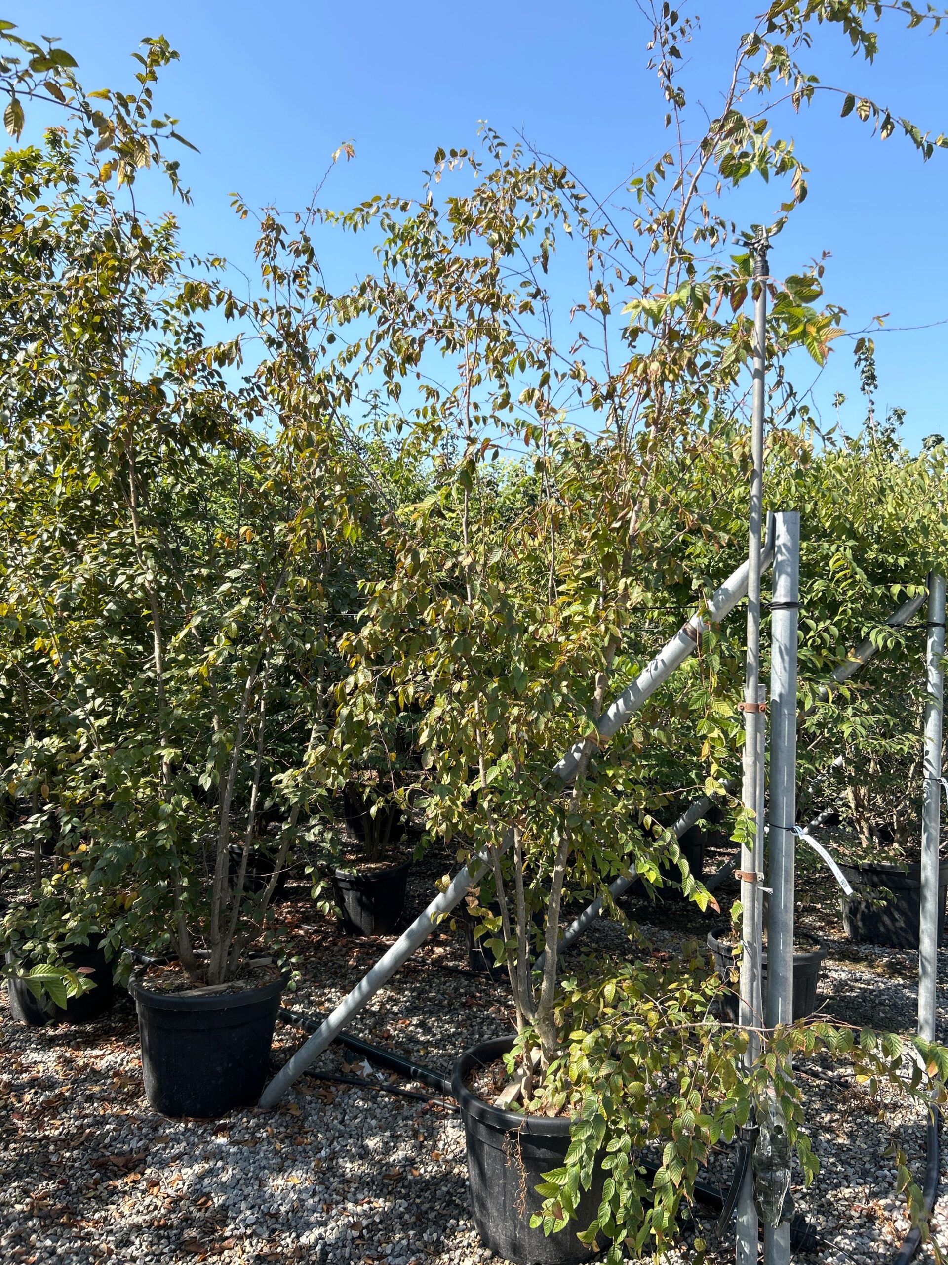 Carpinus betulus 'LAXIFLORA' Carpinus betulus 'LAXIFLORA' - slika 1