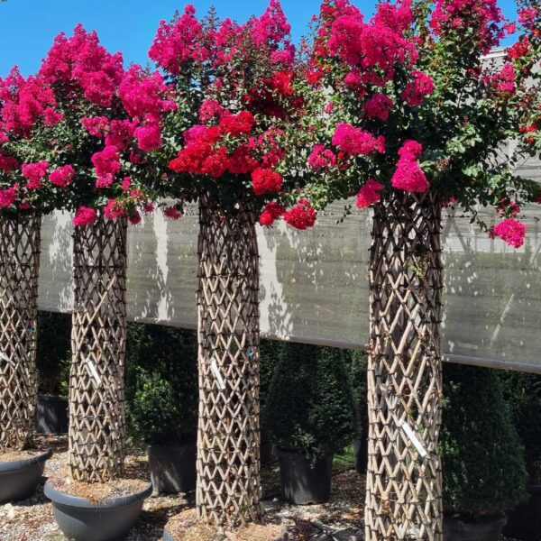 Lagerstroemia indica 'ROSEA'