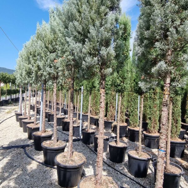 Cupressus arizonica 'FASTIGIATA'
