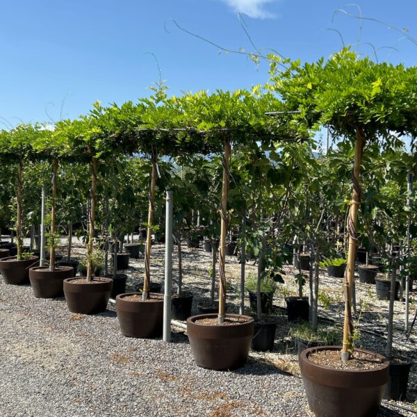 Wisteria sinensis 'PROLIFIC'