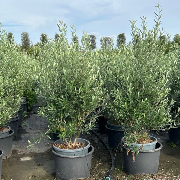 Olea europaea 'CIPRESSINO'
