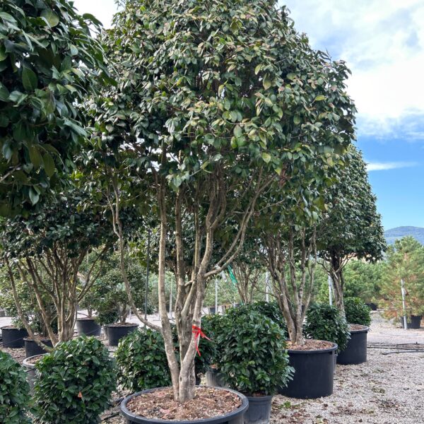 Camellia japonica 'ROSSO'