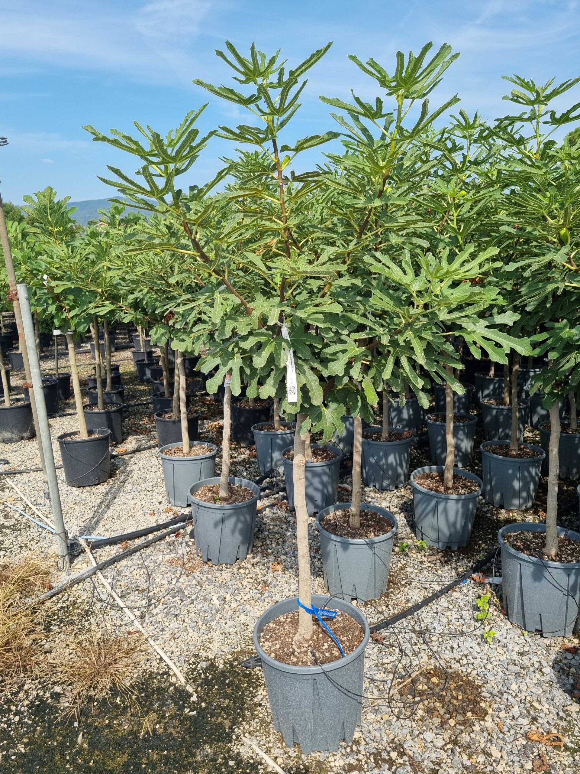 Ficus carica 'BOURJASSOTTE BLANC' Ficus carica 'BOURJASSOTTE BLANC' - slika 1