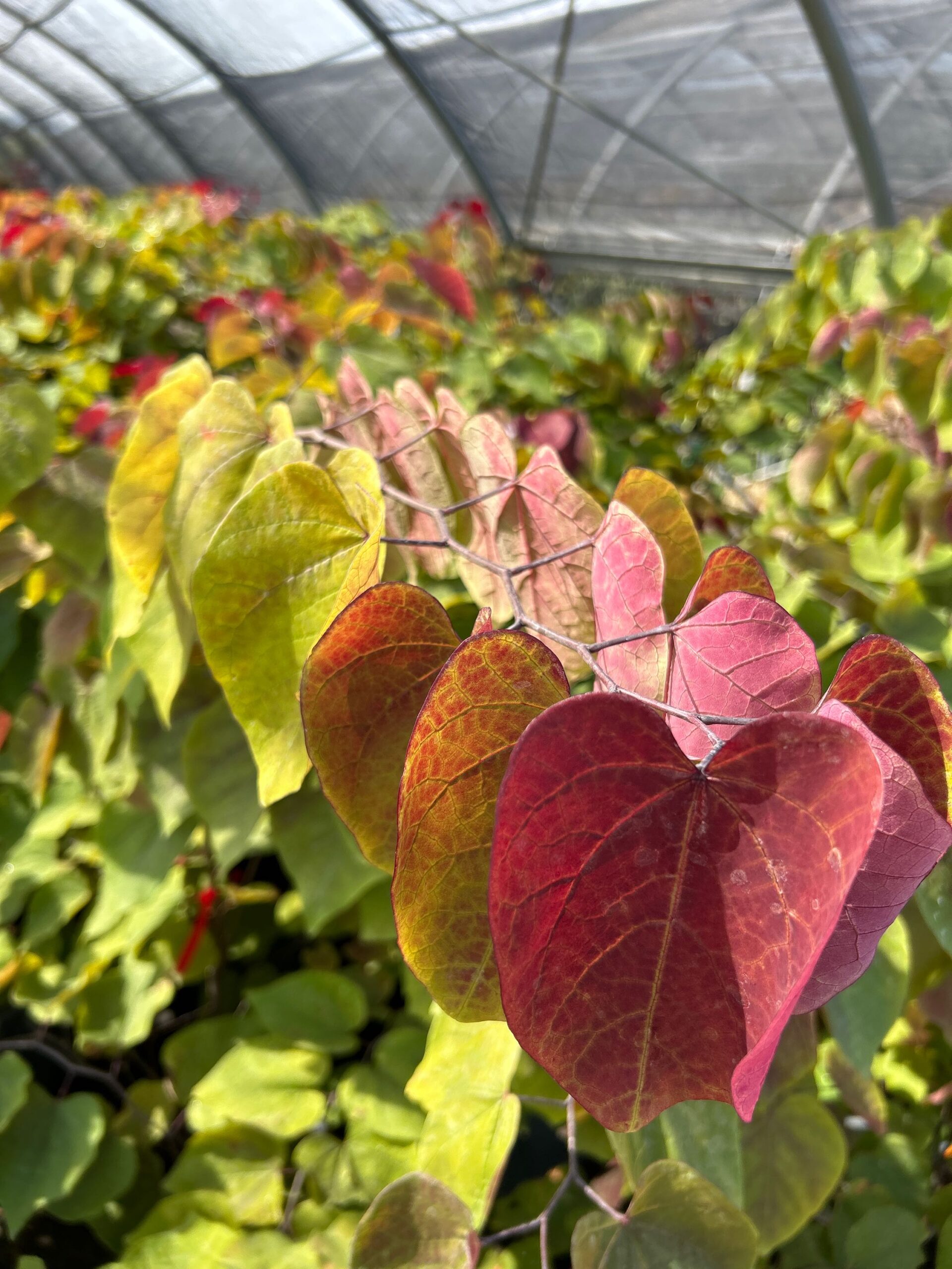 Cercis canadensis 'ETERNAL FLAME' Cercis canadensis 'ETERNAL FLAME' - slika 1