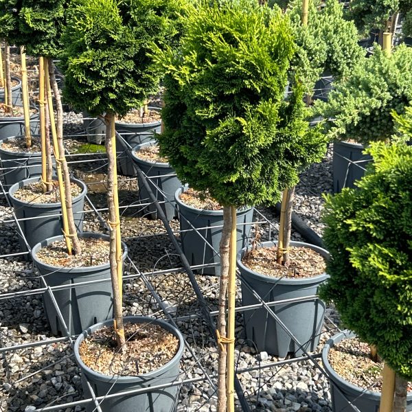 Chamaecyparis obtusa 'Nana Gracilis' (Školjkasta pacipresa)