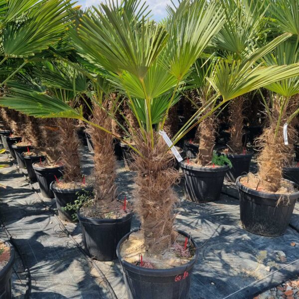 Trachycarpus fortunei 'WAGNERIANUS'