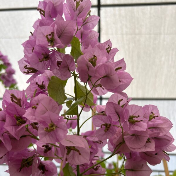 Bougainvillea violet 'DE MEZE'