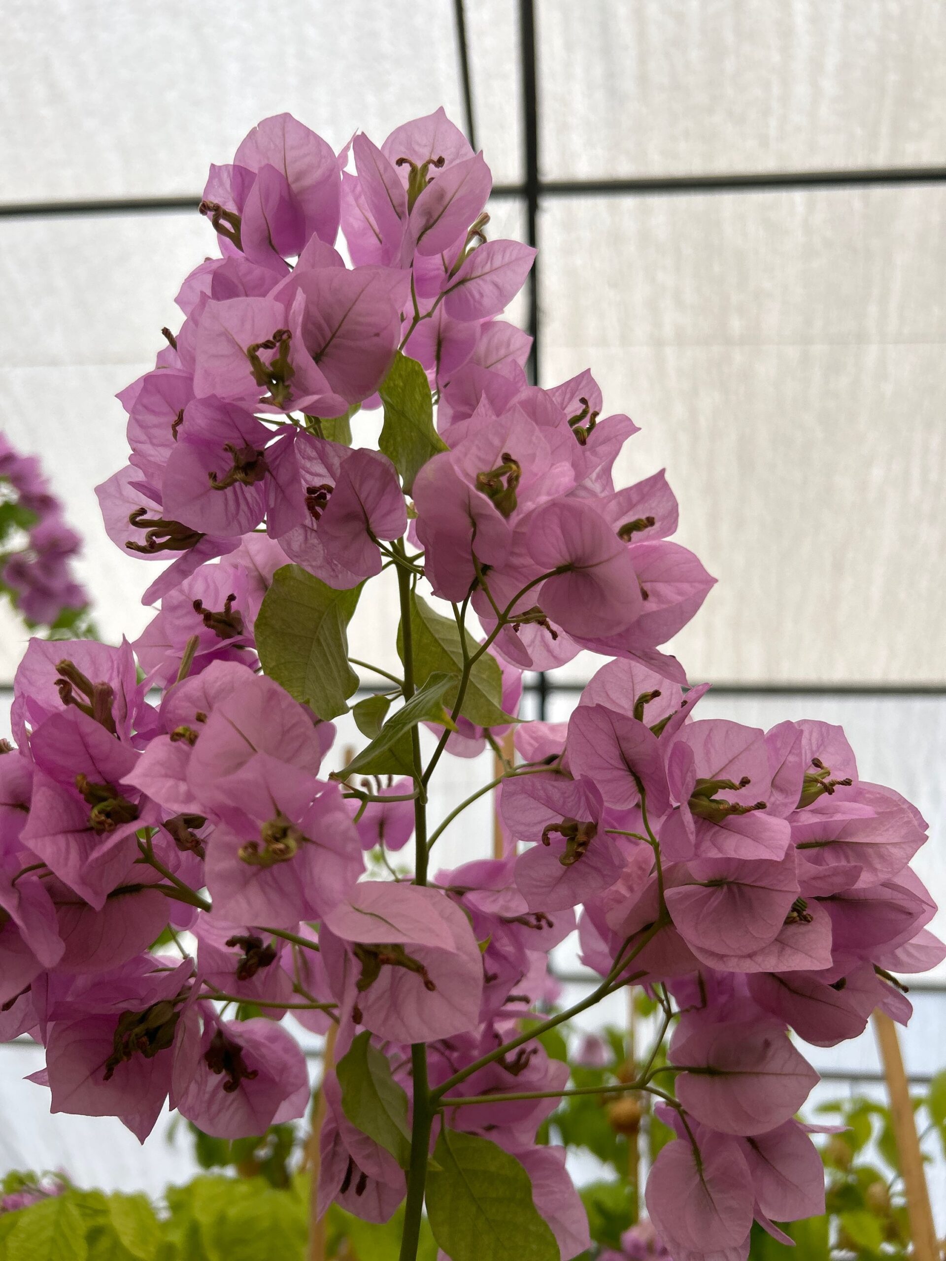 Bougainvillea violet 'DE MEZE' Bougainvillea violet 'DE MEZE' - slika 1