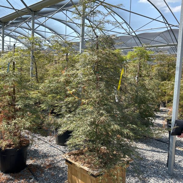 Acer palmatum dissectum 'Tamukeyama' (Japonski javor 'Tamukeyama')