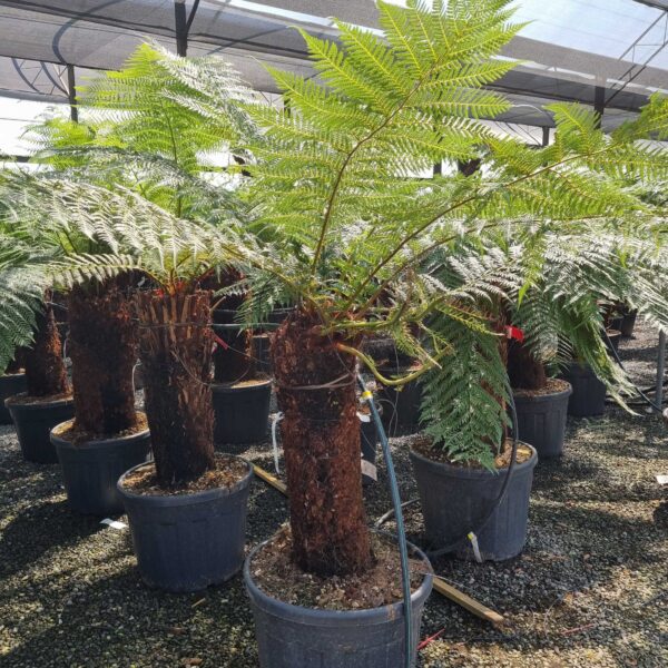 Dicksonia antarctica