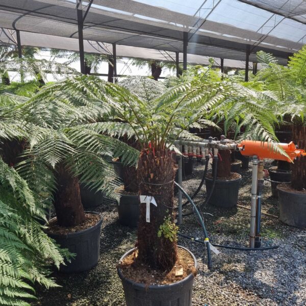 Dicksonia antarctica