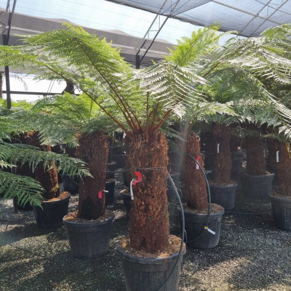 Dicksonia antarctica