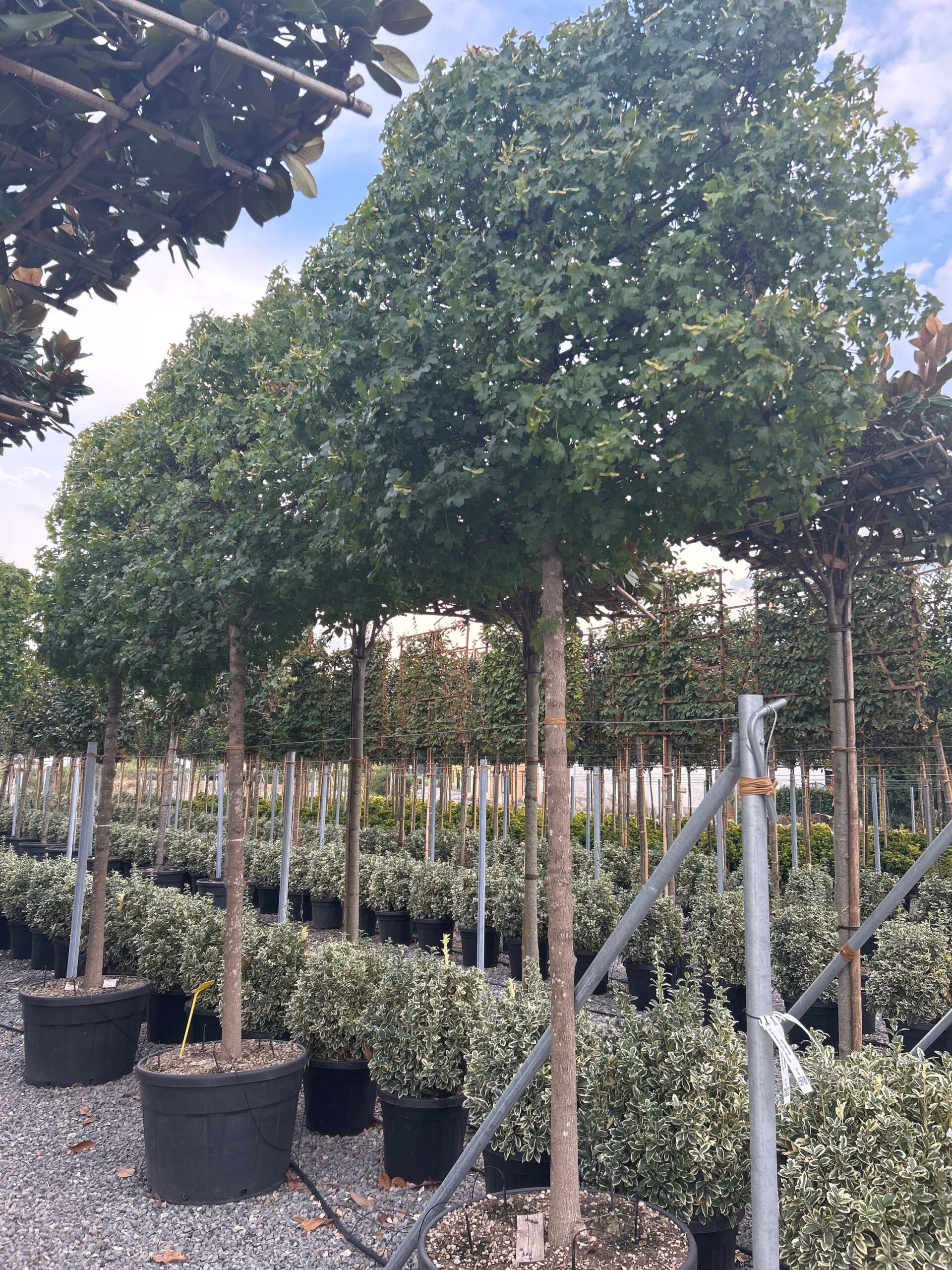 Acer campestre Acer campestre - slika 1