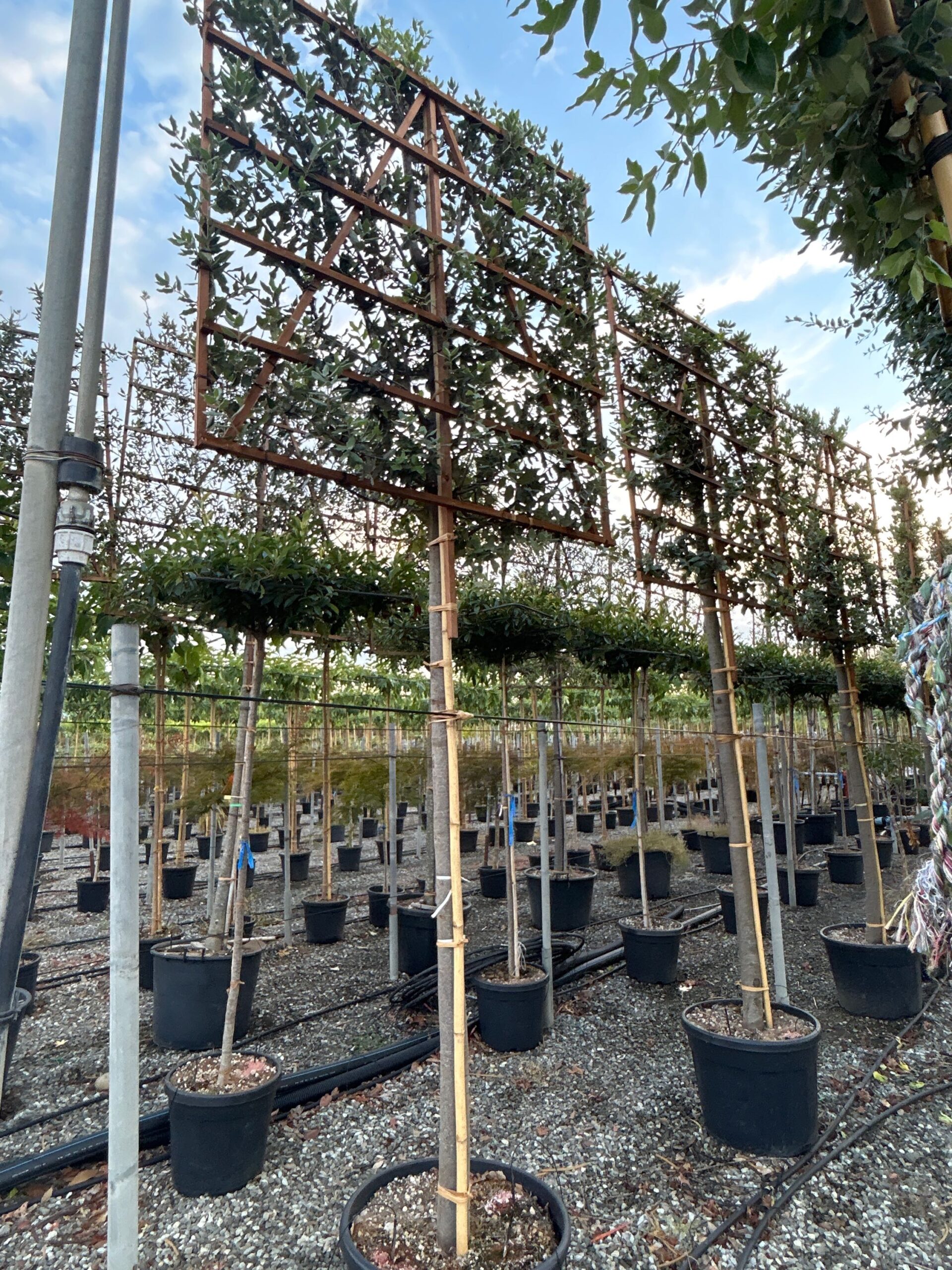 Quercus ilex Quercus ilex - slika 1