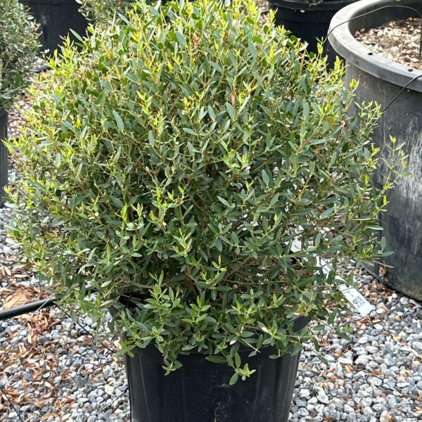 Phillyrea angustifolia