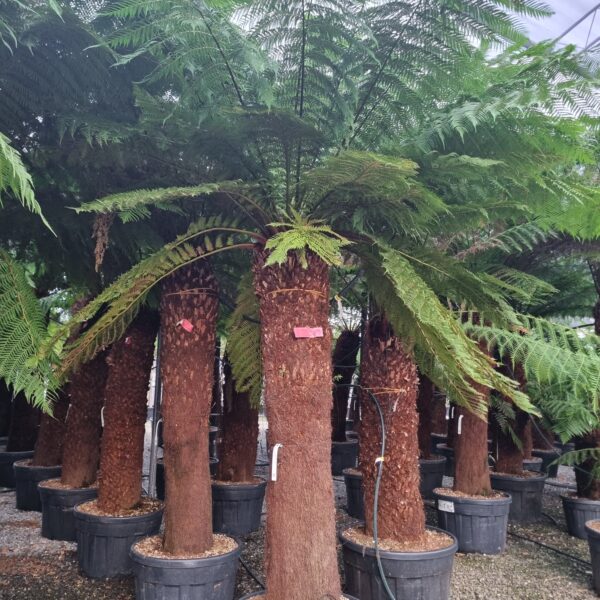 Dicksonia antarctica