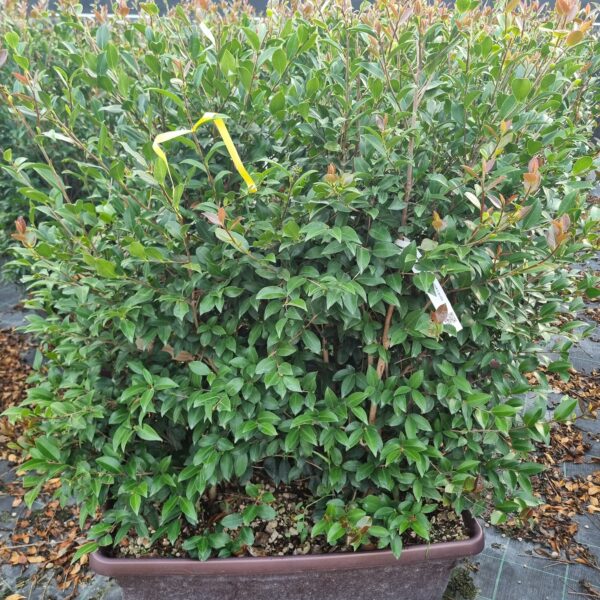 Camellia sasanqua 'MAIDEN'S BLUSH-ROSA'