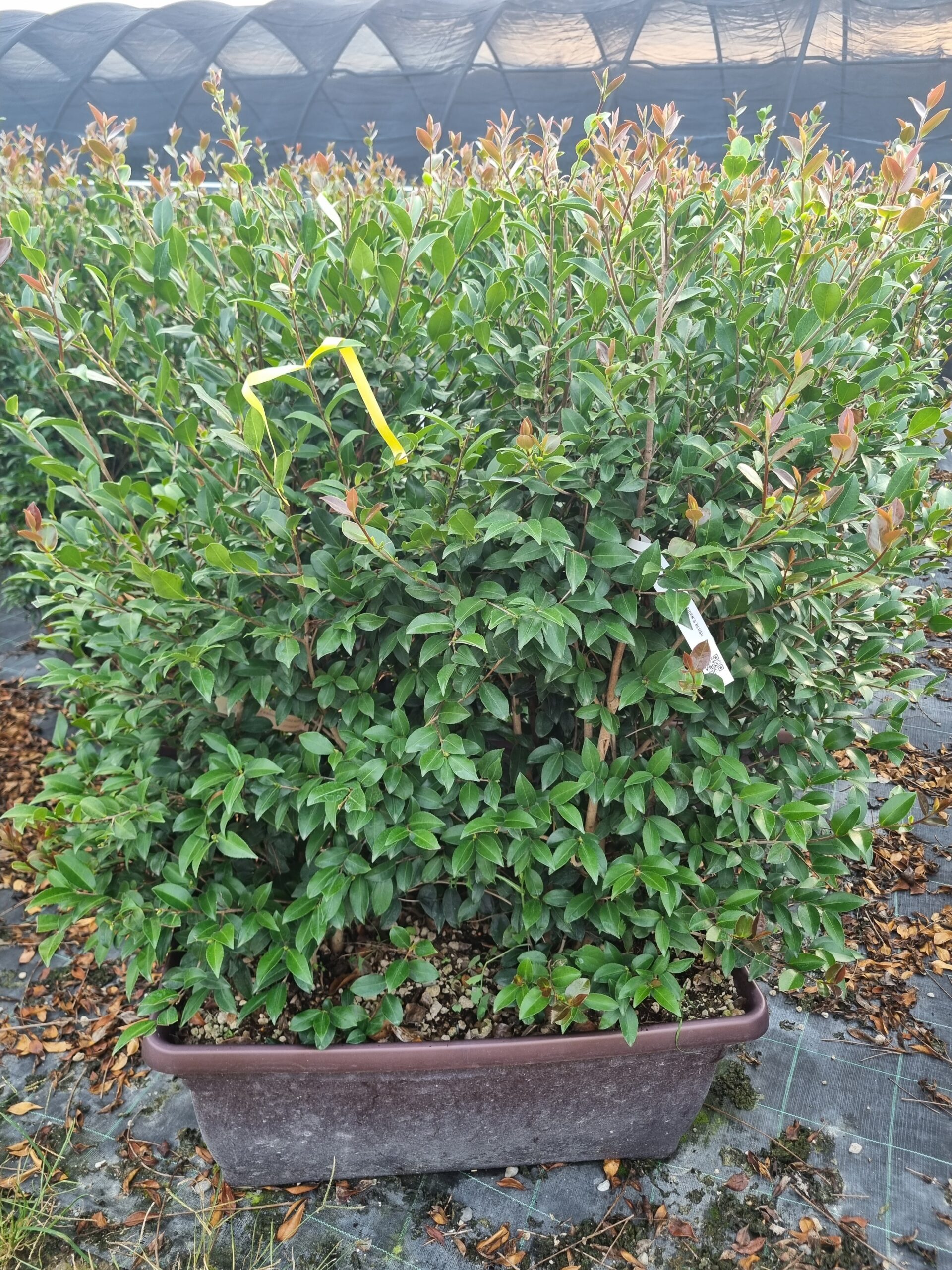Camellia sasanqua 'MAIDEN'S BLUSH-ROSA' Camellia sasanqua 'MAIDEN'S BLUSH-ROSA' - slika 1