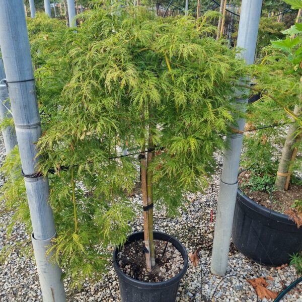 Acer palmatum 'DISSECTUM VIRIDIS'