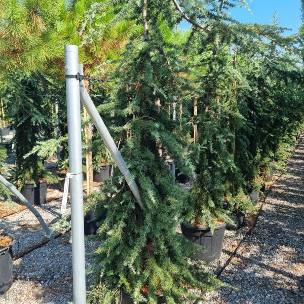 Cedrus deodara 'Pendula' (Povešava himalajska cedra)