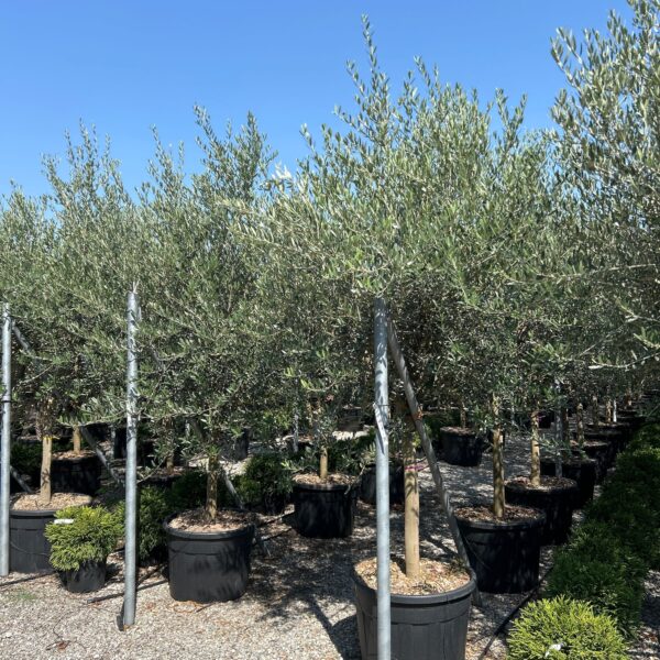 Olea europaea 'FORMA TOSCANA'