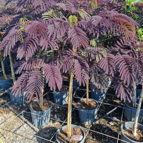 Albizia julibrissin 'SUMMER CHOCOLATE'
