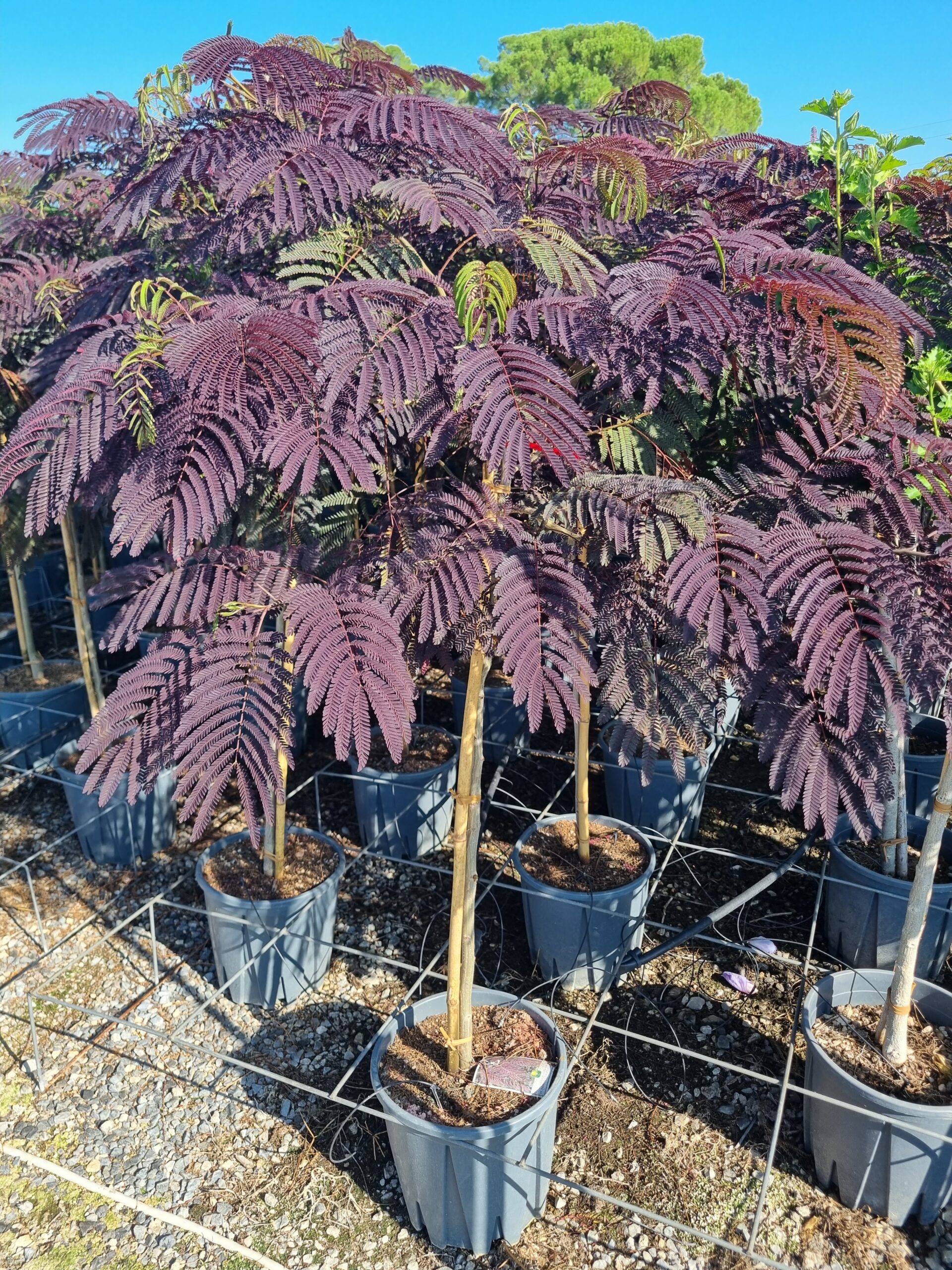 Albizia julibrissin 'SUMMER CHOCOLATE' Albizia julibrissin 'SUMMER CHOCOLATE' - slika 1