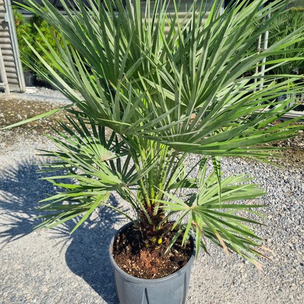 Chamaerops humilis (pritlikava bodičasta palma)