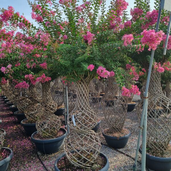 Lagerstroemia indica 'ROSEA'