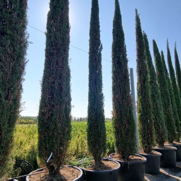 Cupressus sempervirens 'Pyramidalis' (Stebrasta cipresa)
