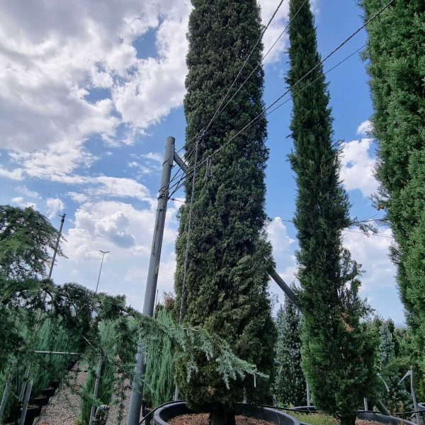 Cupressus sempervirens 'Pyramidalis' (Stebrasta cipresa)