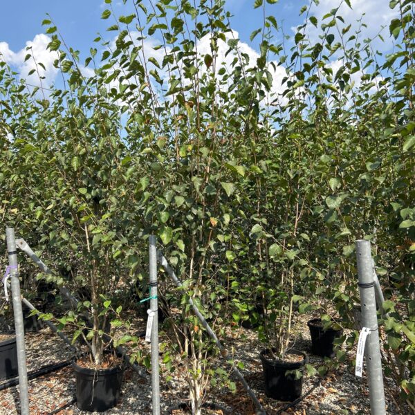 Betula jacquemontii