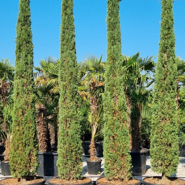 Cupressus sempervirens 'Pyramidalis' (Stebrasta cipresa)