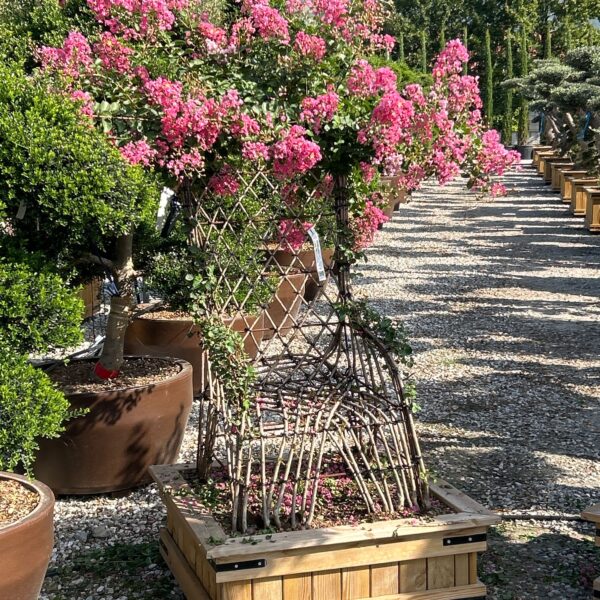 Lagerstroemia indica 'ROSEA'