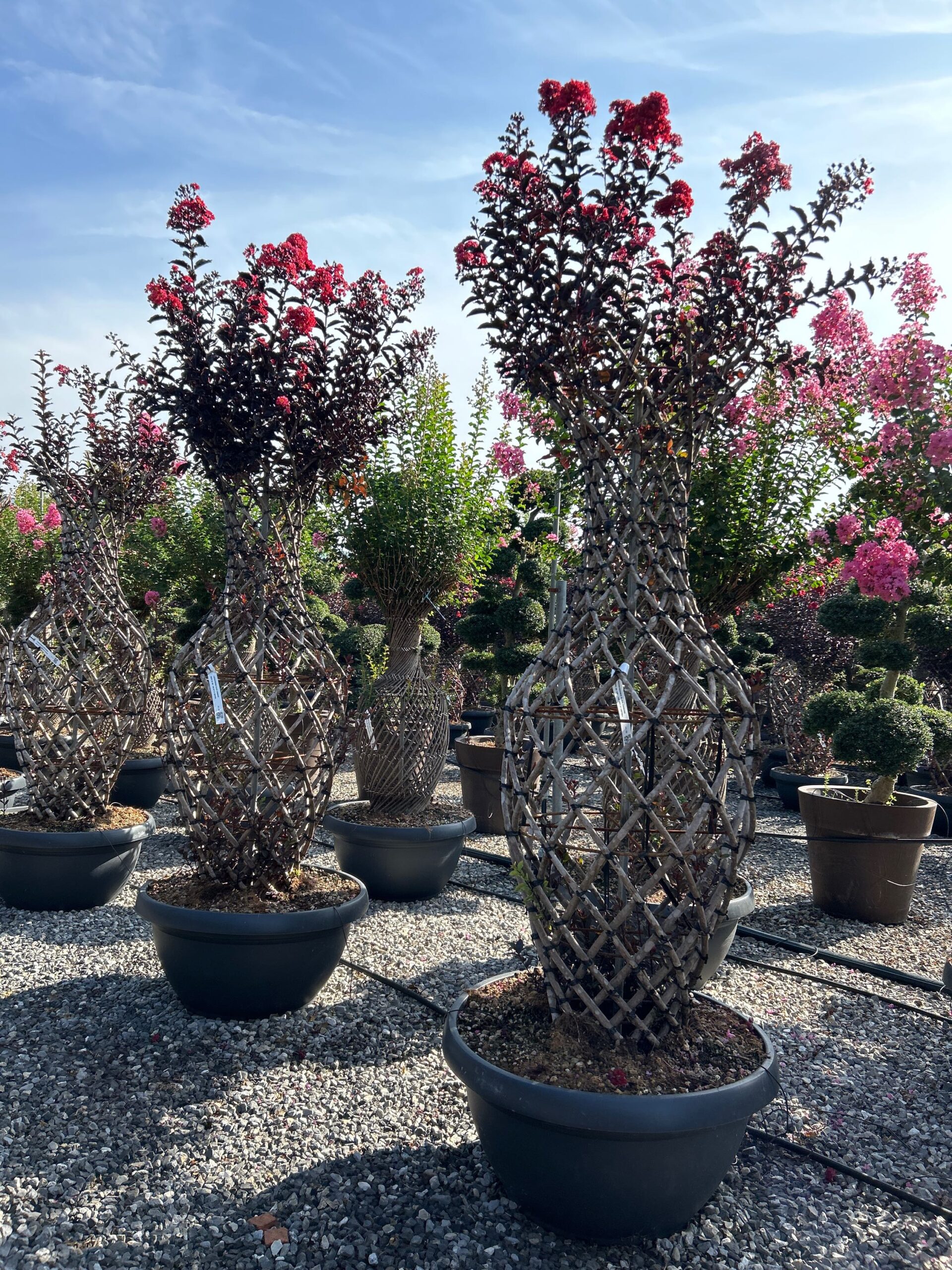 Lagerstroemia black 'DIAMOND' Lagerstroemia black 'DIAMOND' - slika 1