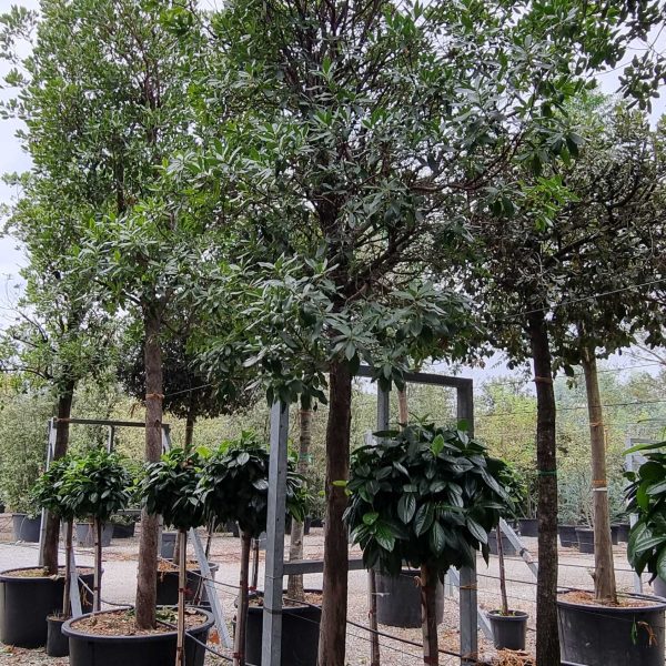 Arbutus unedo (Navadni jagodnjak)
