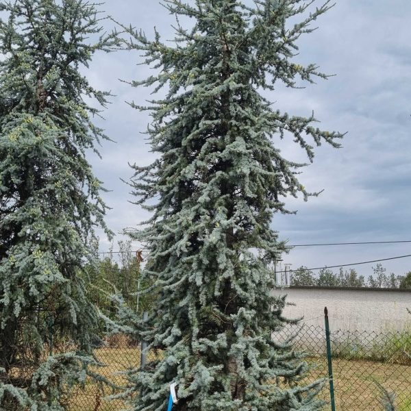 Cedrus atlantica 'Glauca' (Atlaška cedra)
