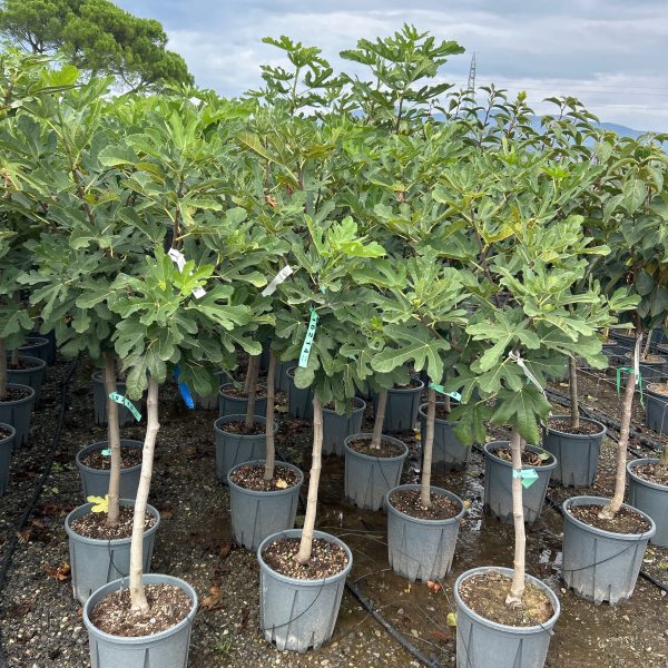 Ficus carica 'Brown Turkey' (Figa na steblu)