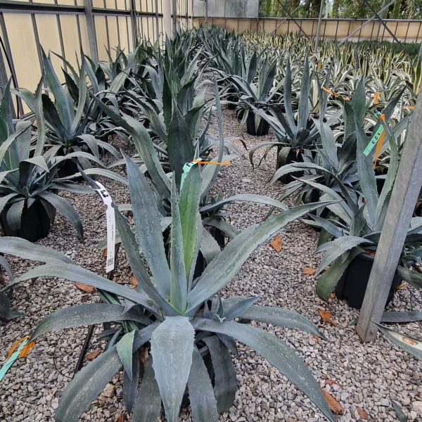 Agave americana (Agava americana)
