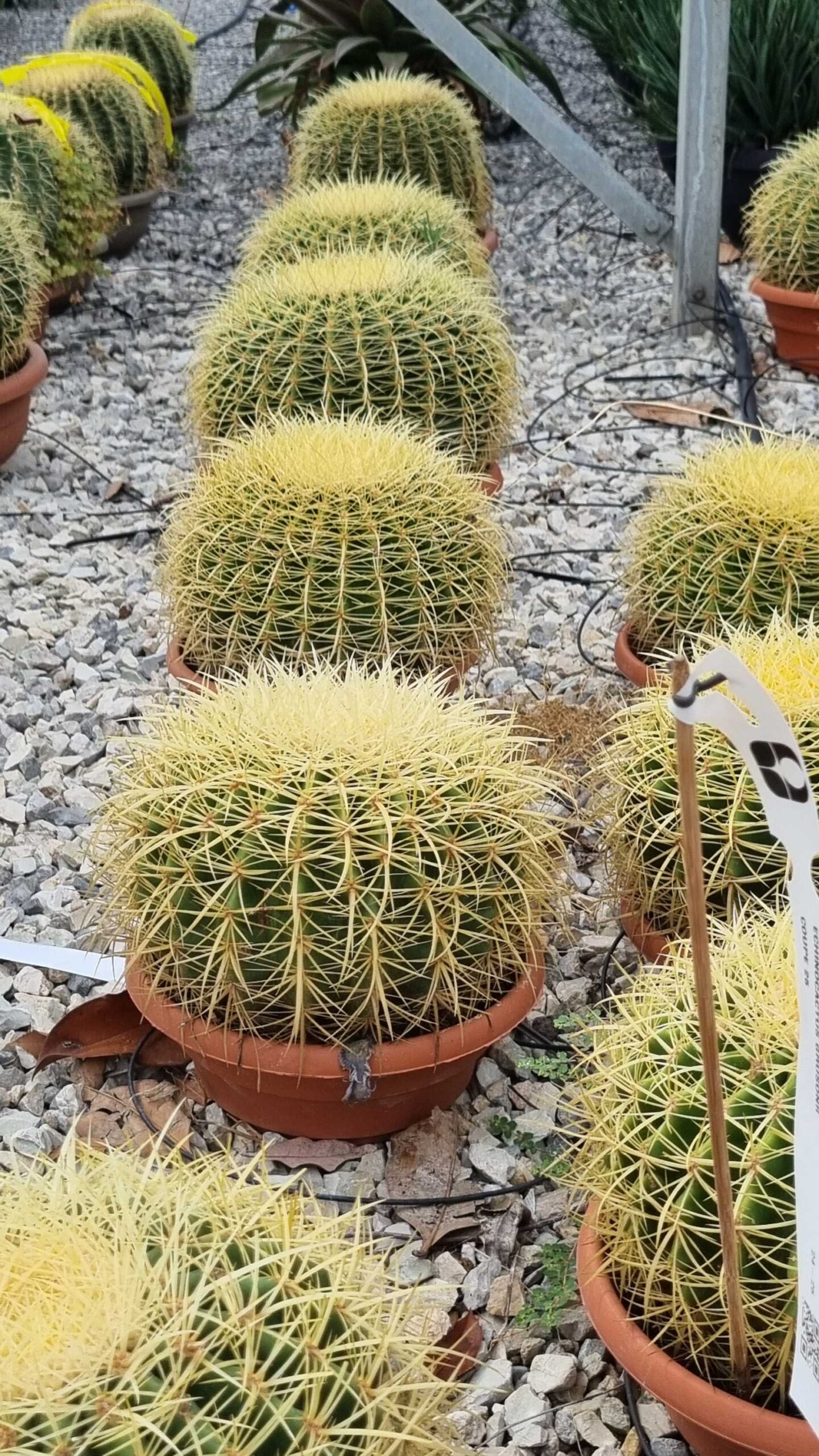 Echinocactus grusonii Echinocactus grusonii - slika 1