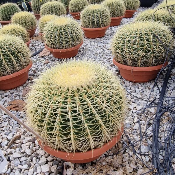 Echinocactus grusonii