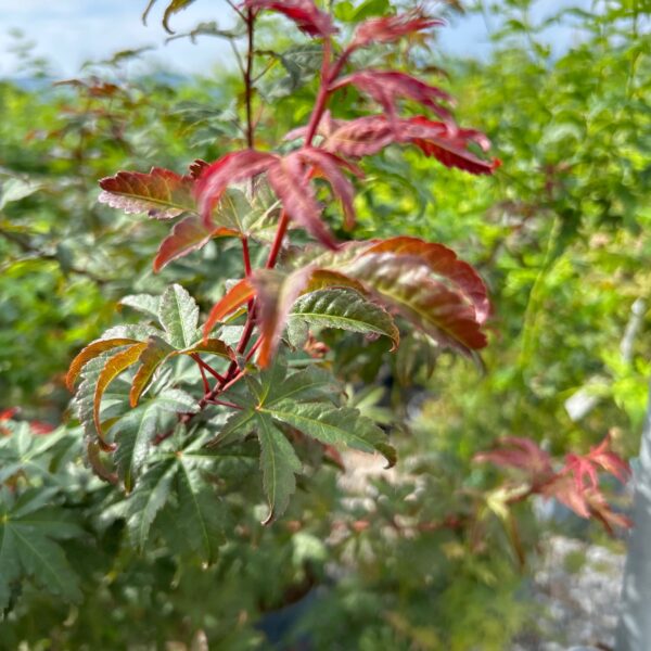 Acer palmatum 'RED WINE'